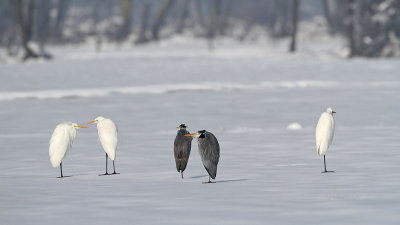 Great white egrets and grey herons velike bele čaplje in sivi čaplji_MG_1300-11.jpg