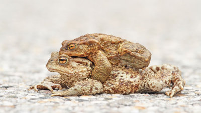 Common toad Bufo bufo navadna krastača_MG_2605-111.jpg