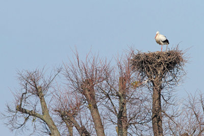 On nest na gnezdu_MG_2497-111.jpg