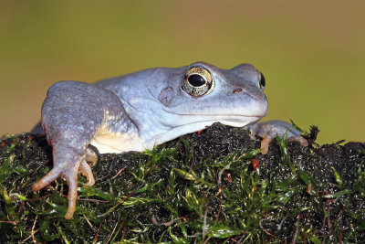 Moor frog Rana arvalis plavček_MG_3113-111.jpg