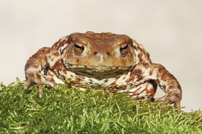 Common toad Bufo bufo navadna krastača_MG_2780-111.jpg