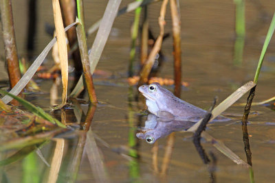 Moor frog Rana arvalis plavček_MG_2942-111.jpg