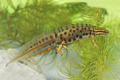 Smooth newt Lissotrition (Triturus) vulgaris navadni pupek_MG_2700-111.jpg