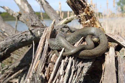 Grass snake Natrix natrix belouka_MG_3221-111.jpg
