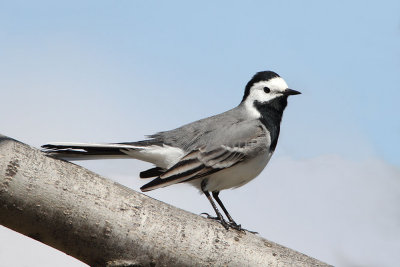 White wagtail Motacilla alba bela pastirica_MG_3411-111.jpg