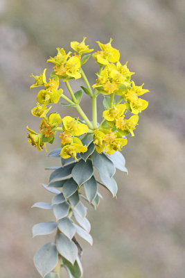 Myrtle spurge Euphorbia myrsinites naskalni mleček_MG_3343-11.jpg