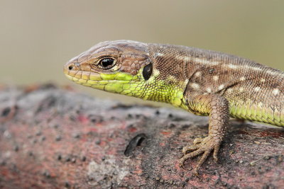 Young balkan green lizard Lacerta trilineata mlad veliki zelenec_MG_3480-111.jpg