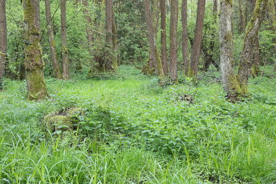 Alder swamp forest poplavni gozd črne jele_MG_3402-111.jpg