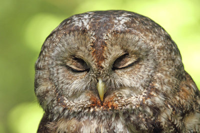 Tawny owl Strix aluco lesna sova_MG_3895-111.jpg