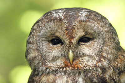 Tawny owl Strix aluco lesna sova_MG_3894-111.jpg