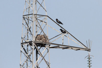 Common raven at nest Corvus corax krokar pri gnezdu_MG_4135-111.jpg