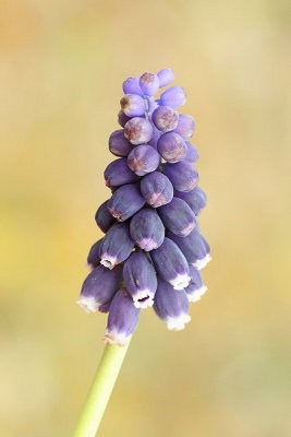 Grape hyacinth Muscari neglectum grozdasta hruica_MG_3349-11.jpg