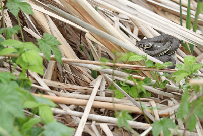 Grass snake Natrix natrix belouka_MG_3768-111.jpg