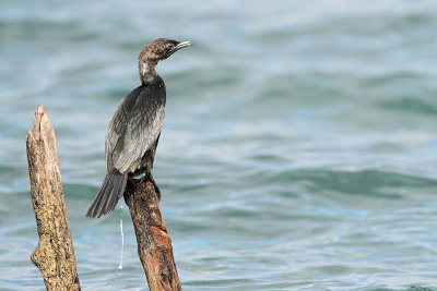 Pygmy cormorant Microcarbo pygmeus pritlikavi kormoran_MG_3314-111.jpg