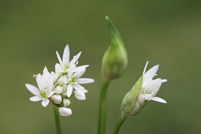 Ramson Allium ursinum čema_MG_3613-111.jpg