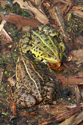 Edible frog Pelophylax (Rana) kl. esculentus zelena aba_MG_35561-111.jpg