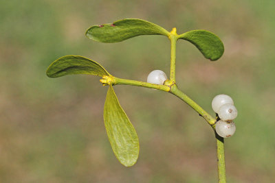 Mistletoe Viscum album bela omela_MG_2449-111.jpg