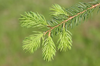 Norway spruce Picea abies smreka_MG_3616-111.jpg