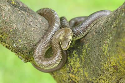 Aesculapian snake Zamenis longissimus navadni go_MG_3658-111.jpg