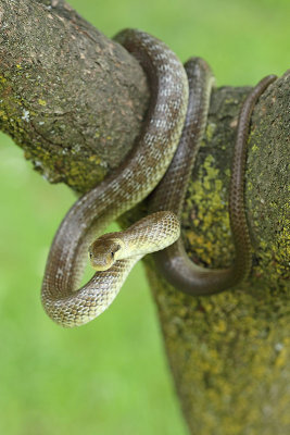 Aesculapian snake Zamenis longissimus navadni go_MG_3721-11.jpg