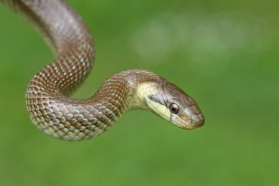 Aesculapian snake Zamenis longissimus navadni go_MG_3743-111.jpg