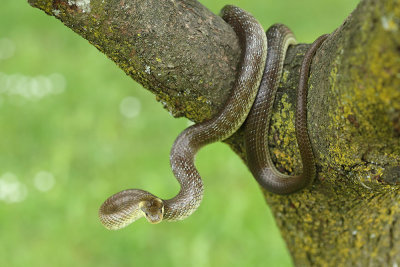 Aesculapian snake Zamenis longissimus navadni go_MG_3710-111.jpg
