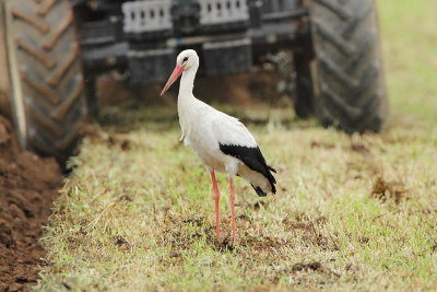 White stork Ciconia ciconia bela torklja_MG_4475-111.jpg