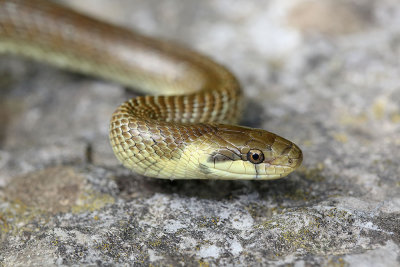 Aesculapian snake Zamenis longissimus navadni go_MG_3792-111.jpg