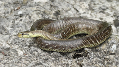 Aesculapian snake Zamenis longissimus navadni gož_MG_5053-111.jpg