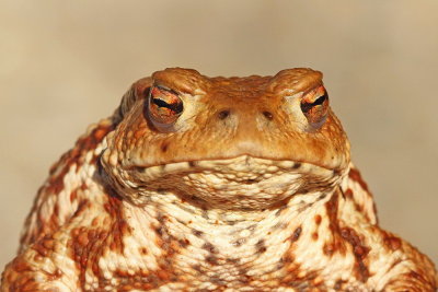 Common toad Bufo bufo navadna krastača_MG_2774-111.jpg