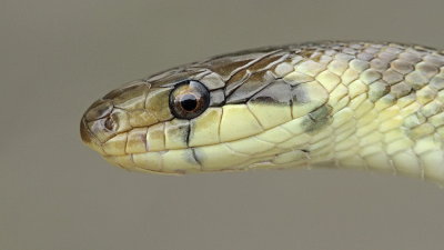Aesculapian snake Zamenis longissimus navadni go_MG_5058-111.jpg