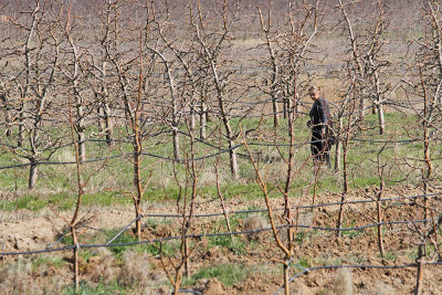 In the orchard v sadovnjaku_MG_3519-111.jpg