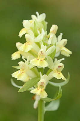 Elder-flowered orchid Dactylorhiza sambucina bezgova prstasta kukavica_MG_4019-11.jpg