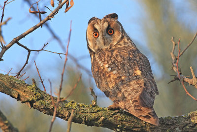 Long-eared owl Asio otus mala uharica_MG_4733-111.jpg