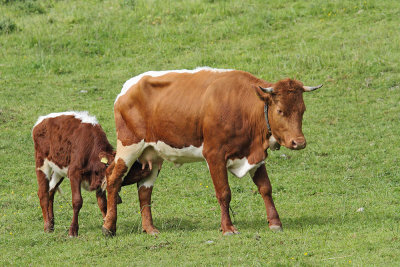 Cow with calf krava s teličkom_MG_5395-111.jpg