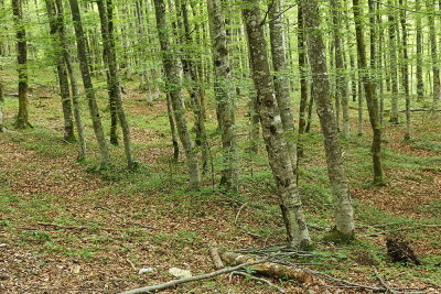Beech forest bukov gozd_MG_4002-111.jpg