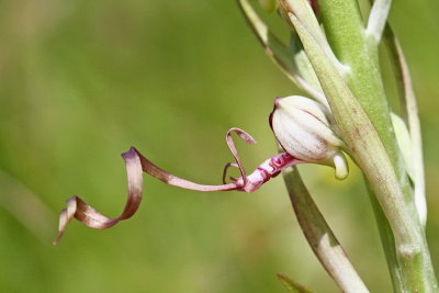 Adriatic lizard orchid Himantoglossum adriaticum jadranska smrdljiva kukavica_MG_5832-111.jpg