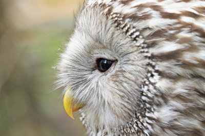 Ural owl Strix uralensis kozača_MG_3854-111.jpg