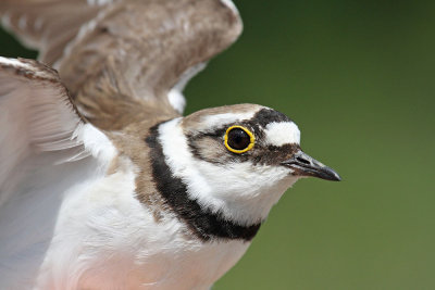 Little ringed plover Charadrius dubius mali deevnik_MG_4196-111.jpg