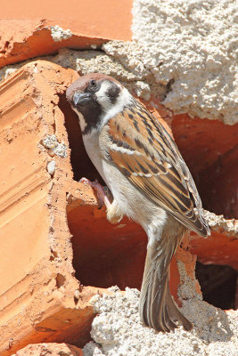 Tree sparrow Passer montanus poljski vrabec_MG_3398-11.jpg