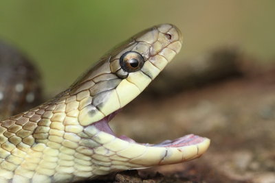 Aesculapian snake Zamenis longissimus navadni gož_MG_5016-111.jpg