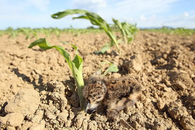 Young lapwing on corn field mladič pribe na koruznerm polju_MG_40611-111.jpg