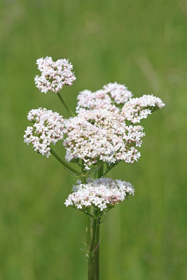  Valerian Valeriana officinalis baldrijan_MG_5748-11.jpg