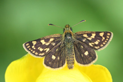 Chequered skipper Carterocephalus palaemon lisasti obloglavček_MG_6833-111.jpg