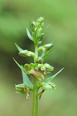 Frog orchid Coeloglossum viride zeleni volčji jezik_MG_6783-11.jpg
