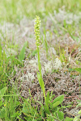 White mountain orchid Pseudorchis albida belkaste ročice_MG_6699-11.jpg