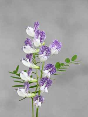 Wood vetch  Vicia sylvatica gozdna graica_MG_6803-11.jpg