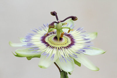 Blue passion flower Passiflora caerulea pasijonka_MG_7809-111.jpg