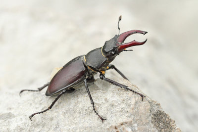 Stag beetle Lucanus cervus veliki rogač_MG_7917-111.jpg