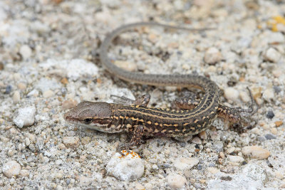 Young Italian wall lizard Podarcis siculus mlada primorska kuščarica_MG_7758-111.jpg
